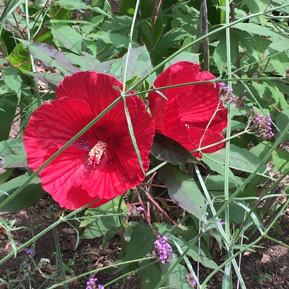 Meet your Posher, Brenda